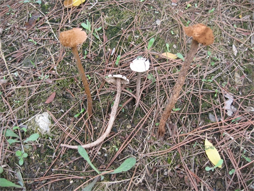 Funghi da determinare